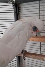 Cacatoes a oeil nu, Mâle, Perroquet, Bagué