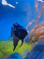 Maanvissen 3 zwarte stukken 2 gele stukken, Dieren en Toebehoren, Vissen | Aquariumvissen