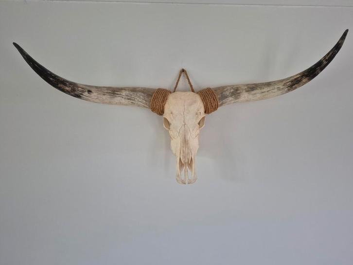 Véritable crâne de bovin à longues cornes, Collections, Collections Animaux, Crâne, Enlèvement