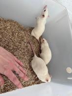 Rats, Rat, Domestique, Janvier, Plusieurs animaux