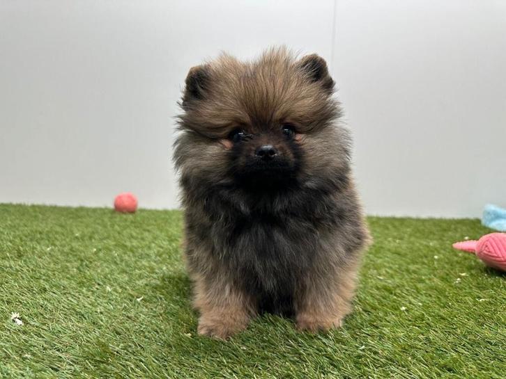 Pomeriaan pups, Dieren en Toebehoren, Honden | Poolhonden, Keeshonden en Oertypen, Meerdere dieren, Keeshond, Fokker | Professioneel