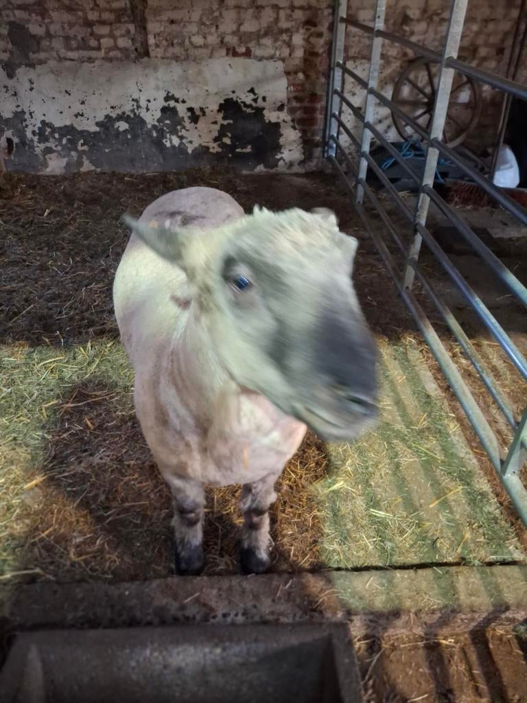 Hamp shire down dekram, Femelle