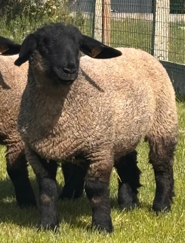 Suffolk stamboek-lammeren, Dieren en Toebehoren