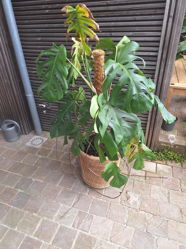 Bloempot diameter 42cm - naturel/webbing/rotan, Ophalen, Kunststof, 40 cm of meer, Rond