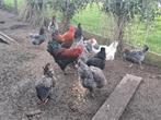 Te koop Marans kippen, Dieren en Toebehoren, Meerdere dieren, Kip