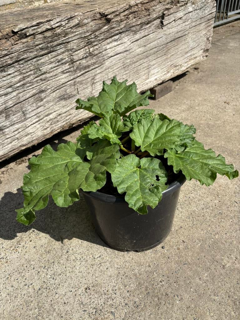 Mooie rabarber plant in pot, Ophalen