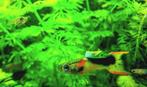 Japanse Guppy Endler Red Chest Saddleback, Oudenburg, Vis