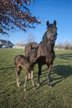 New Forest merrie, Jument