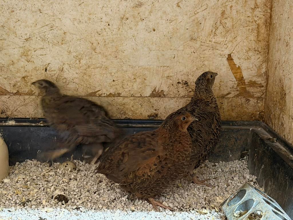 Broedeieren japanse kwartel