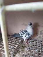 Mooie duivin postduiven (tiger grizzle), Animaux & Accessoires, Oiseaux | Pigeons