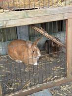Rammelaar 4 maanden, Dieren en Toebehoren, Konijnen, Hangoor