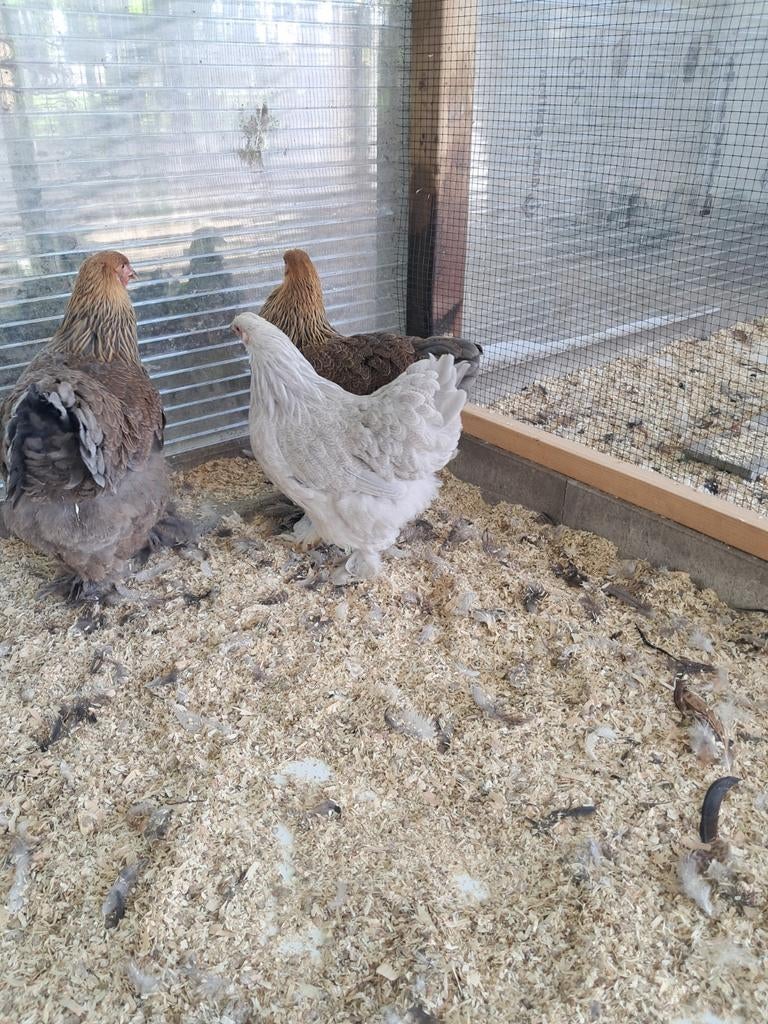 Brahma hennen, Femelle, Poule ou poulet