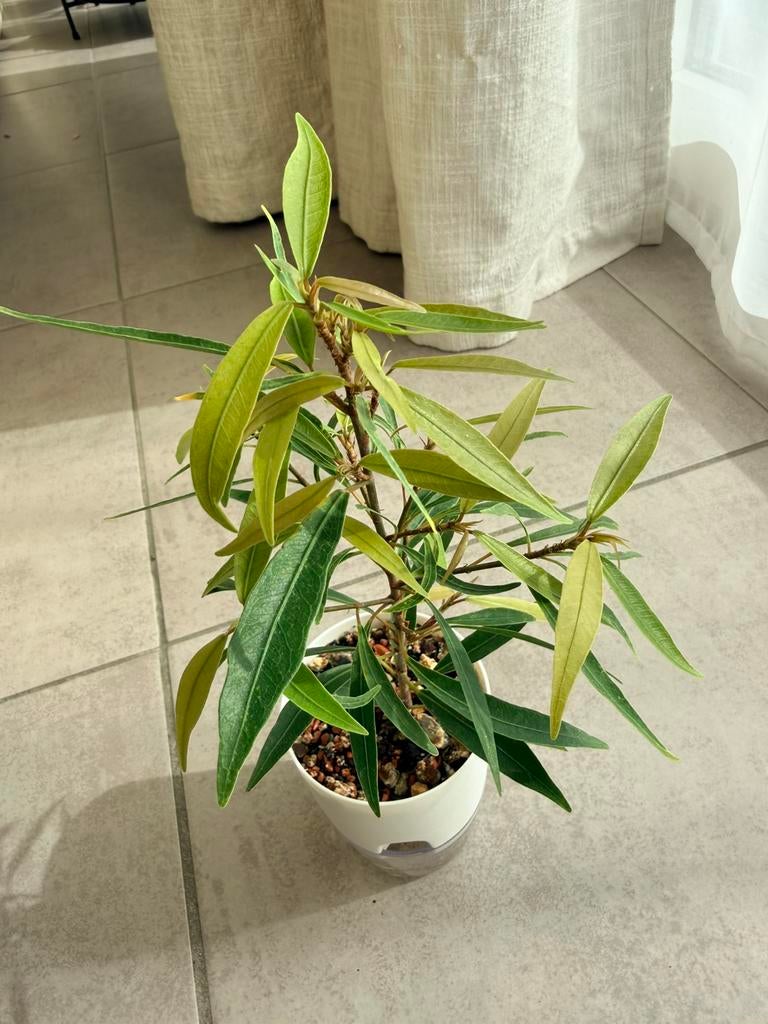 Ficus “ Neriifolia”, Maison & Meubles, Plantes d'intérieur, Bonsai, Enlèvement ou Envoi