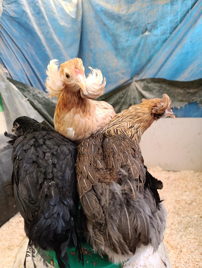 promotion  poulets décoratifs/pondeur color 4+1 GRATUITE, Animaux & Accessoires, Volatiles, Femelle, Poule ou poulet