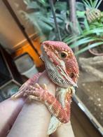 Pogona juvénile, Dieren en Toebehoren, Ophalen, Nieuw