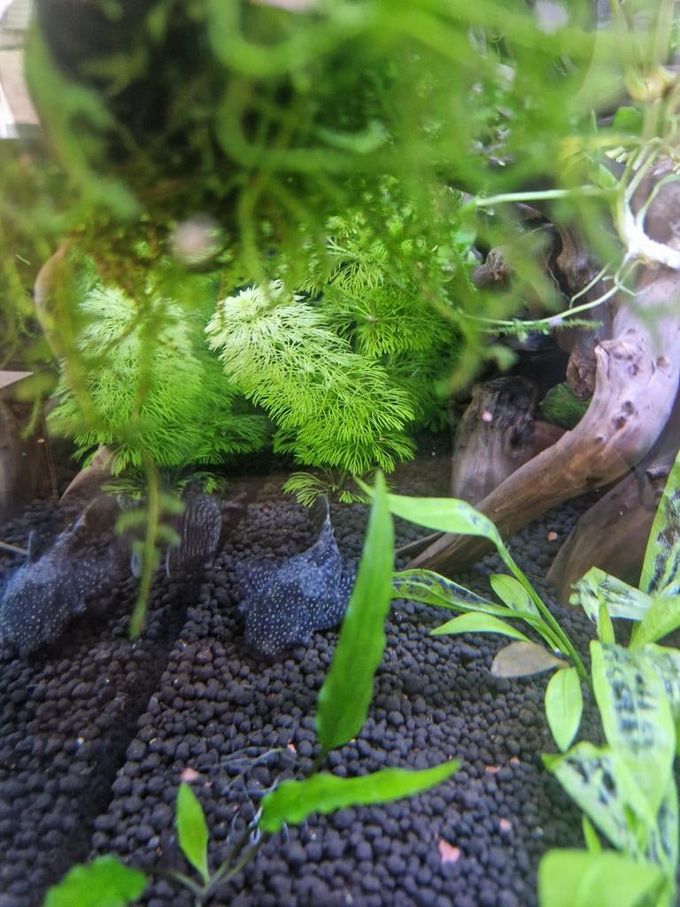 3 Ancistrussen, Dieren en Toebehoren, Vis, Zoetwatervis