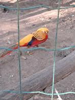 Broedeieren Goudfazanten