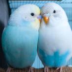 Een paar jonge golvende parkieten TAMED, Dieren en Toebehoren, Vogels | Parkieten en Papegaaien, Meerdere dieren, Tam