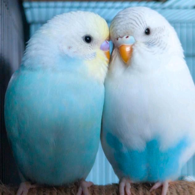 Een paar jonge golvende parkieten TAMED, Dieren en Toebehoren, Vogels | Parkieten en Papegaaien, Meerdere dieren, Tam
