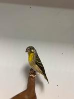 1-0 citroenborst edelzanger ( in nl ), Dieren en Toebehoren, Mannelijk, Tropenvogel, Geringd