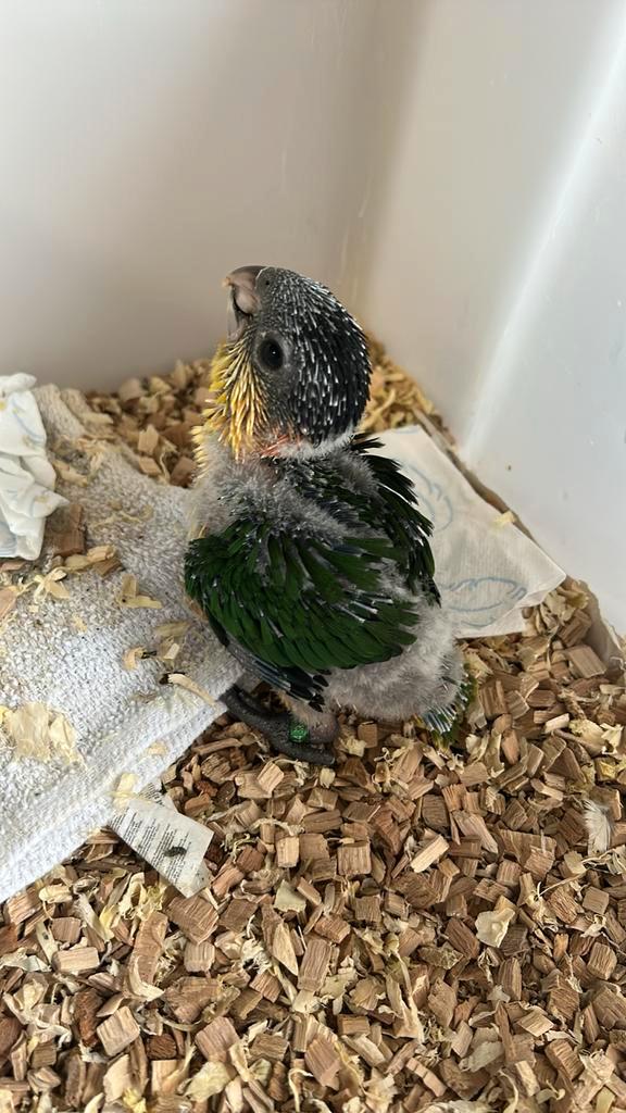 caïque à tête noire, brr nobilis ara et caïque à tête noire, Animaux & Accessoires, Oiseaux | Perruches & Perroquets, Perroquet