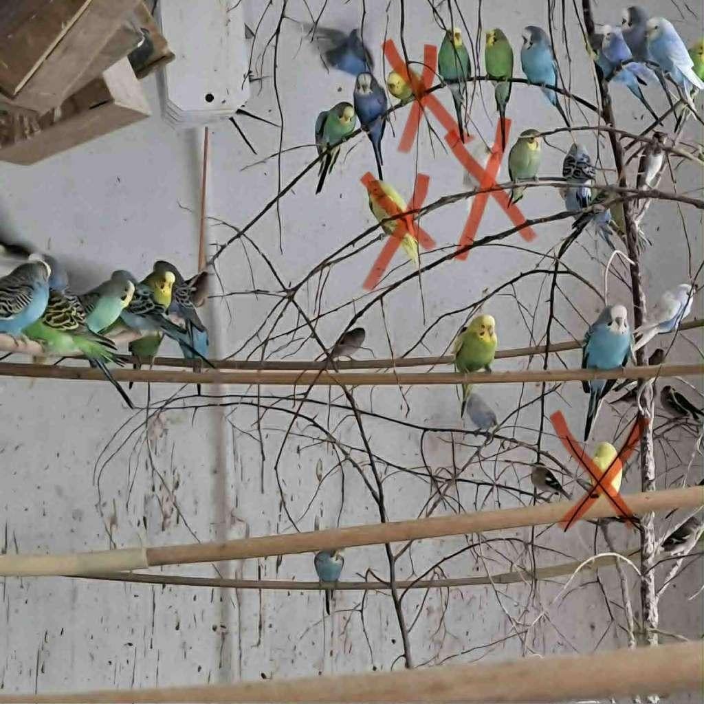 mooie grasparkieten, niet handtam (enkel mannetjes), Dieren en Toebehoren