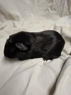 Engels gekruind zwart cavia zeugje, Janvier, Femelle, Cobaye