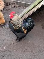 Cochin haantje, Dieren en Toebehoren, Pluimvee, Mannelijk, Kip