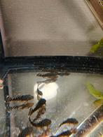 Jonge ancistrus de grote zijn de ouders, Dieren en Toebehoren