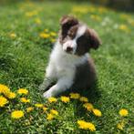 Prachtige border collie pup, Parvo, België, 8 tot 15 weken, Collie