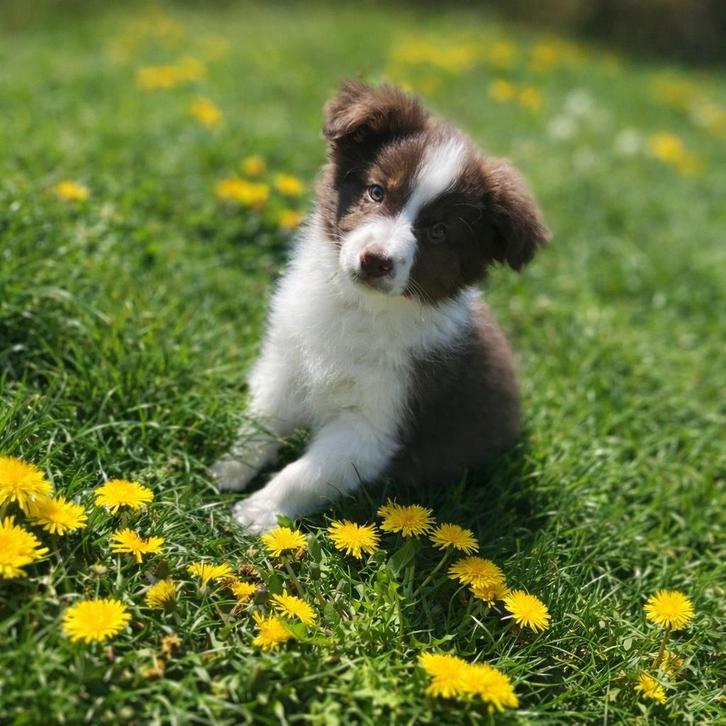 Prachtige border collie pup, Dieren en Toebehoren, Honden | Herdershonden en Veedrijvers, Meerdere dieren, Collie, Fokker | Professioneel