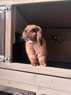 Konijn vrouwelijk, Dieren en Toebehoren, Vrouwelijk, Dwerg, Hangoor, 0 tot 2 jaar