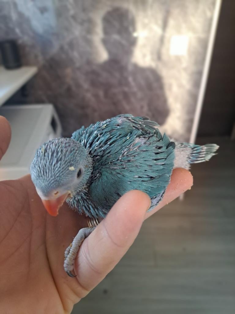 Collier à perruche 5,6 semaines, Animaux & Accessoires