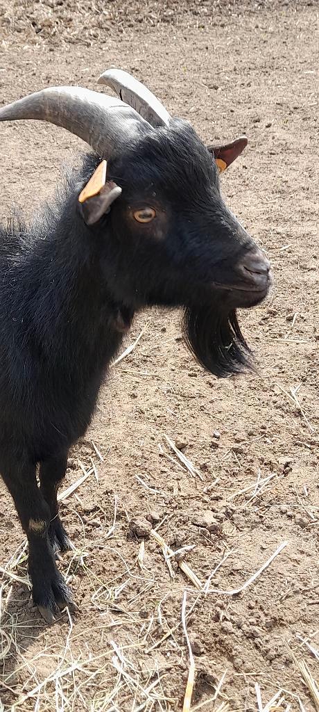 Klein dekbokje, Dieren en Toebehoren, Schapen, Geiten en Varkens, Geit, Mannelijk, 0 tot 2 jaar