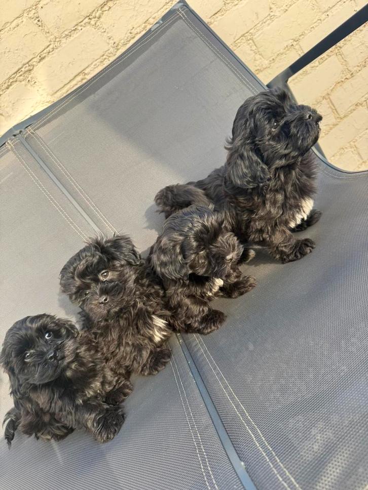 Supermooie particuliere Lhasa Apso x Poedel pups, Dieren en Toebehoren, Honden | Chihuahua's en Gezelschapshonden, Meerdere dieren