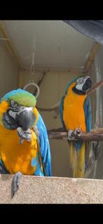 Couple ara ararauna, Mâle, Perroquet, Parleur