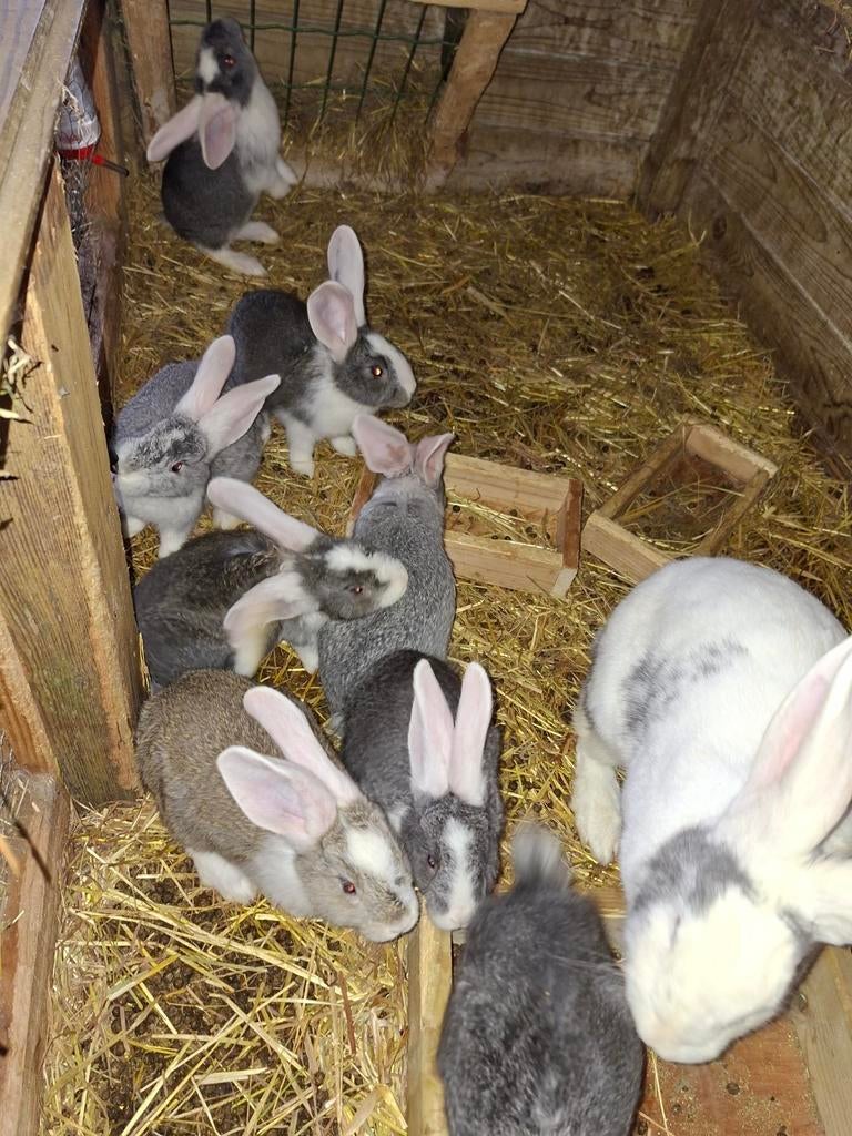 Duitse reus, Geslacht onbekend, Groot