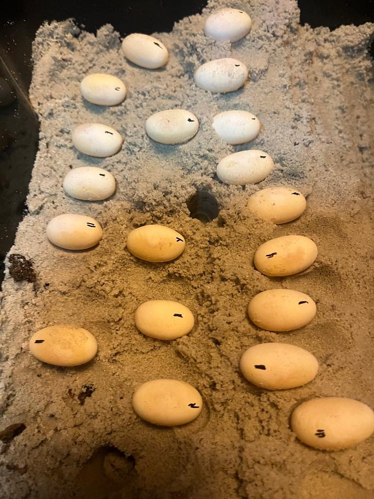 Œuf Pogona, Animaux & Accessoires, Lézard