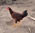 Jonge haan Rhode Island van 21/07/2025, Dieren en Toebehoren, Pluimvee