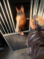 Recreatieve ruin te koop, Hongre, Cheval de saut