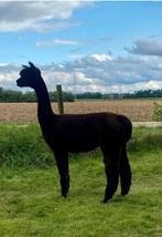 Zwarte alpaca merrie, Dieren en Toebehoren, Juli, Vrouwelijk