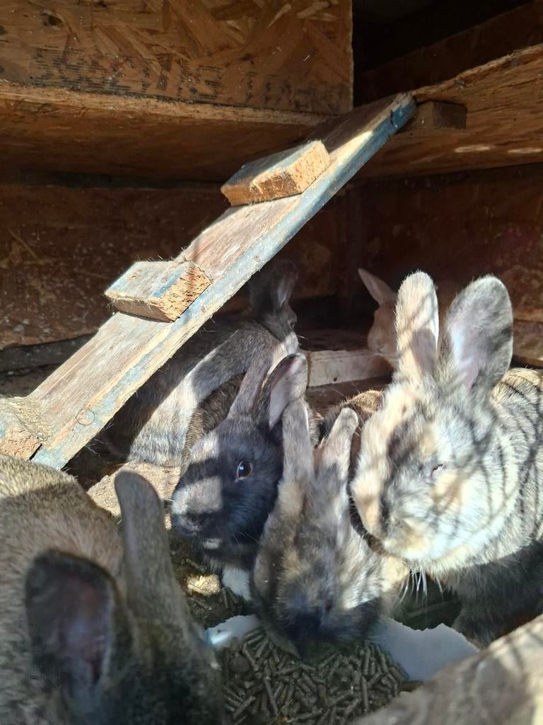 Dwergkonijn te koop, Dieren en Toebehoren, Meerdere dieren, Dwerg, 0 tot 2 jaar