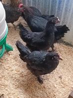 pondeurs colorants | marans & legbar 5 mois 0499/082381, Animaux & Accessoires, Femelle, Poule ou poulet