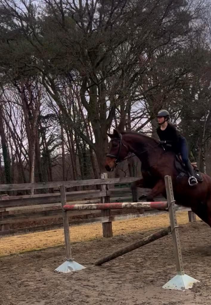 KWPN - 1m75, Dieren en Toebehoren, Paarden, Ruin