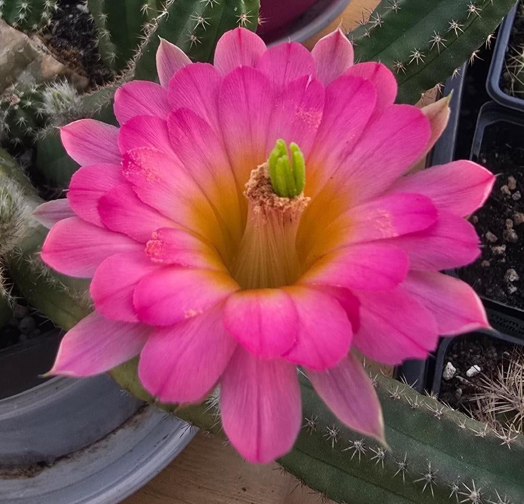 Echinocereus scheeri gentryi – cactus met roze bloemen, Huis en Inrichting, Kamerplanten, Bloeiende kamerplant, Ophalen of Verzenden
