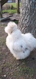 Paint USA zijdehoender, Femelle, Poule ou poulet