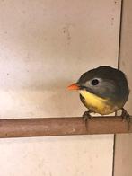 Japanse nachtegalen, Dieren en Toebehoren, Vogels | Overige Vogels