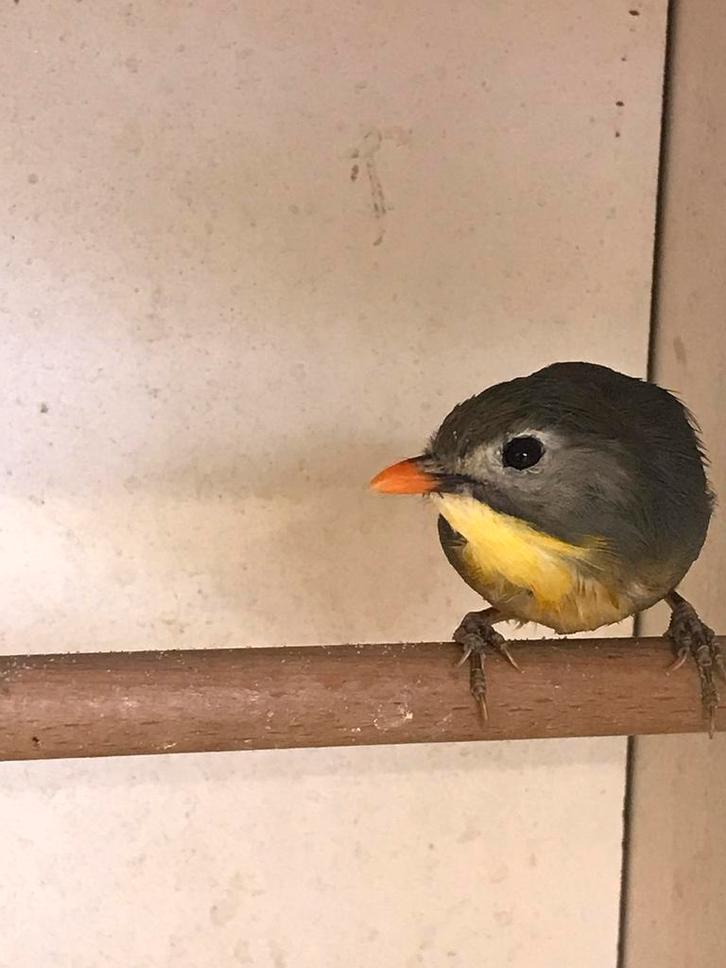 Japanse nachtegalen, Dieren en Toebehoren, Vogels | Overige Vogels