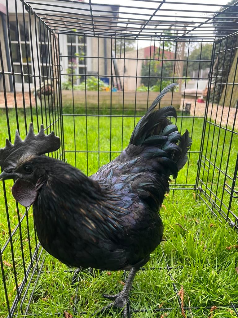 Ayam cemani mix haantje, Mannelijk, Kip