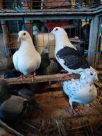 Volwassen duiven 3 euro per duif, Animaux & Accessoires, Plusieurs animaux, Pigeon voyageur
